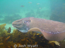 Cuttlefish - Fairy Bower.  My first attempt at underwater... by Josh Wyatt 